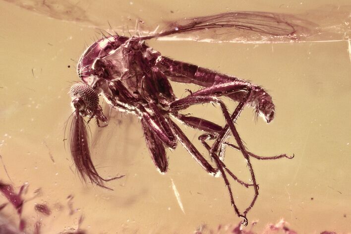 Detailed Fossil Biting Midge (Ceratopogonidae) in Baltic Amber #300736